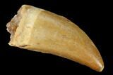 Serrated, Carcharodontosaurus Tooth - Real Dinosaur Tooth #156886-1